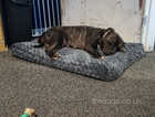 Staffordshire Bull Terrier needs new home