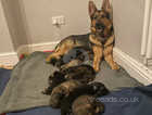 KC Registered Purebred German Shepherds - Born on Mother's Day. Puppies will be ready for their new home from Sunday 5th May
