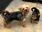 Yorkshire Terrier puppies IKC registered