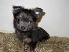 yorky x chihuahua pup little girl, delivery available