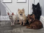 Pomeranian cross Chihuahua puppies urgently for sale