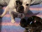 Adorable well looked after french bulldog puppies.