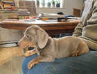 Miniature smooth haired dachshund pups kc reg pra clear
