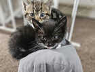 Adorable, friendly kittens looking for their new home