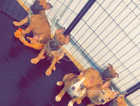 Belgian malinois x mastiff puppies for sale