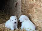 Maremma sheepdog puppies
