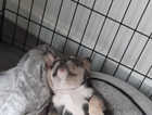 8 week old, Lilac and tan French bulldog