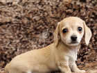 Beautiful TINY Chiweenie Cream Female Puppy AVAILABLE
