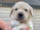 1 white show line golden Retreiver from champion lineage