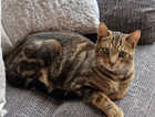 MISSING Male 1yr old entire tabby cat