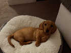 KC Registered Red Miniature Smooth coat girl available!