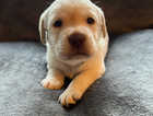 7 beautiful Labrador puppies for sale. (ONLY 3 LEFT)