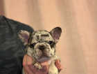 5 out of 7 French bulldog pups available now