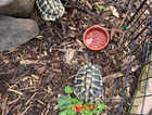 Male adult tortoises for sale