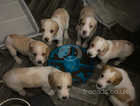 Lemon Beagle Puppies *Last girl remaining reduced *