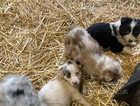 Border Collie X Blue Merle puppies