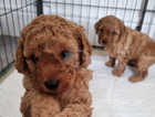 Rare Red F1B Toy Cavapoos Puppies