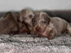 Minature dachshund