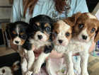 Four beautiful cavalier puppies
