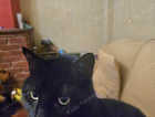 Black cat missing UPDATE Cat is now home thanks!