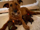 Irish Terrier puppies ready for their new home from April 12