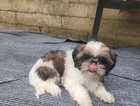 Female shih Tzu looking for a new home very cuddly and well socialized