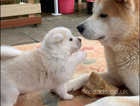 Akita puppy' for sale