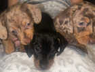Miniature Dachund puppies