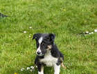 Collie puppies from working lines
