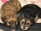 Morkie pups for sale