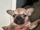 Reduced Beautiful tiny mixed litter of French bulldogs