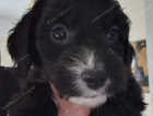 LAST BOY!Mini F1 Cockapoo