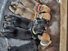 Dashund boy puppies two available