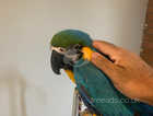 Baby Handreared Silly Tame Cuddly Blue & Gold Macaw Parrot,6