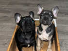 Last 2 beautiful frenchies available