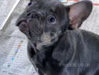 Male french bulldog blue and tan