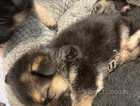 Beautiful german shepherd puppies for sale!