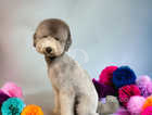 SILVER MINIATURE POODLE FOR STUD