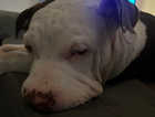 Xl bully