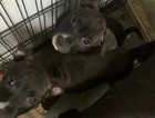 Two female chunky Staffie pups