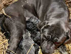 Ready to leave now 4 Cane Corso puppies for sale