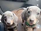 mini dashound pups (last boy)