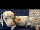 Forsale miniature smooth haired dachshund puppies