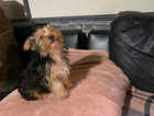 Miniature Yorkshire terrier boy