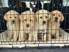 Kc Registered Labrador Retriever Puppy for sale