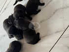 Black Pug puppies ready to leave 4th may