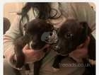 Gorgeous two female staffy pups