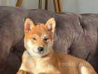 Beautiful Shiba Inu Puppy - Male