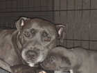 LAST TWO Blue S5taffordshire Bullterriers