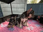 Last one ready today double jabbed KC reg French bulldog puppies